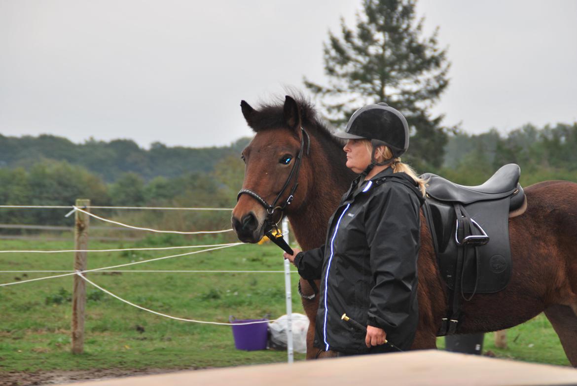 Islænder Pyrniros fra præstemosevang billede 4