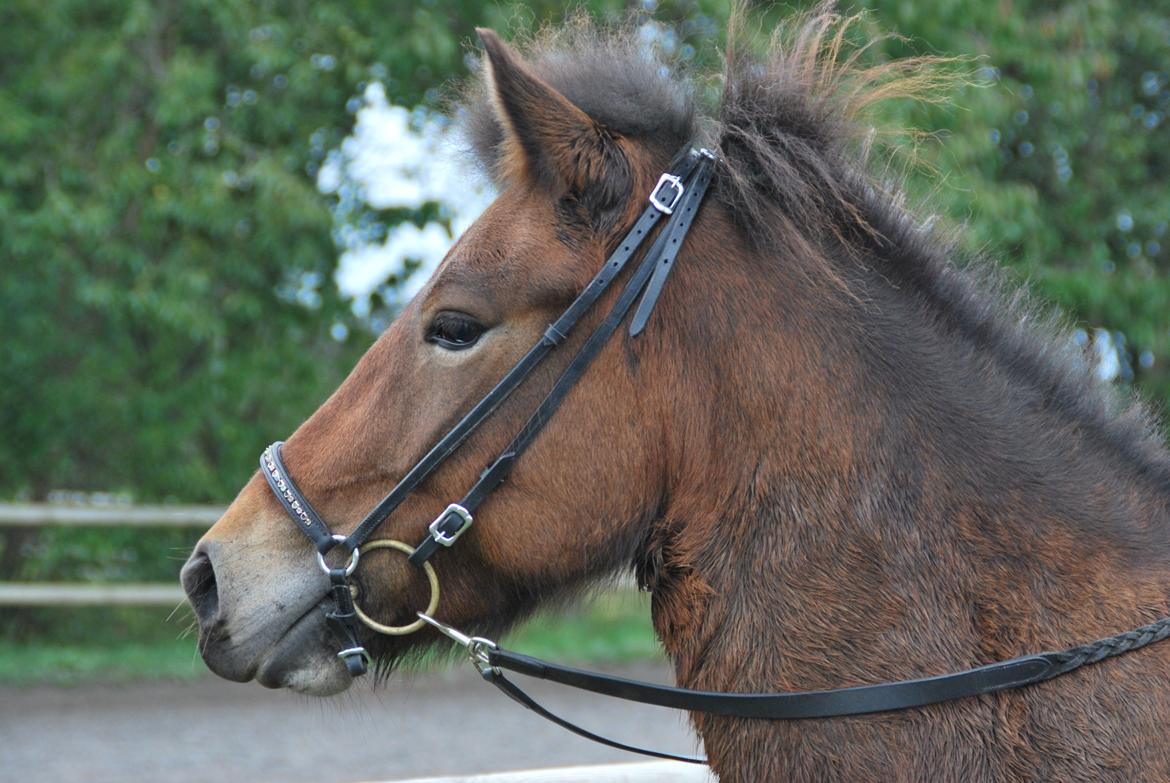 Islænder Pyrniros fra præstemosevang billede 5