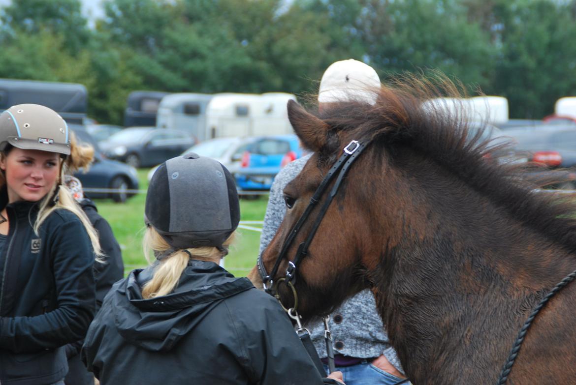 Islænder Pyrniros fra præstemosevang billede 6