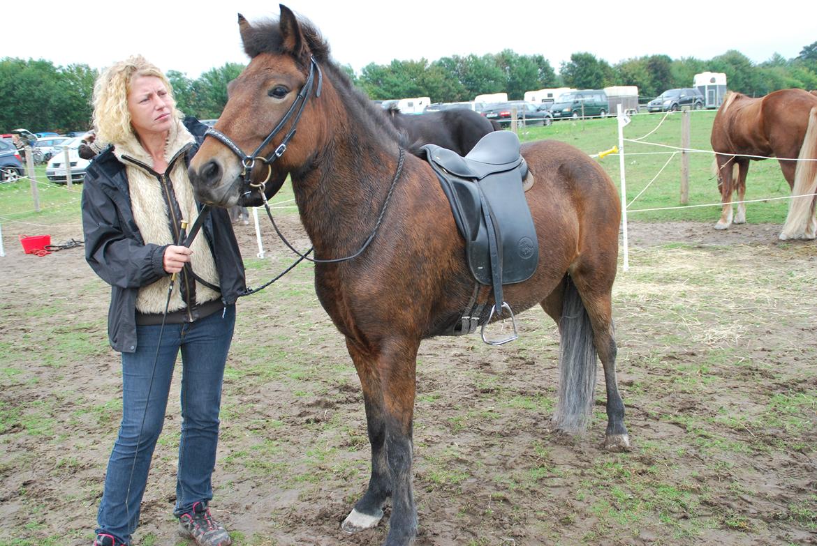 Islænder Pyrniros fra præstemosevang billede 7