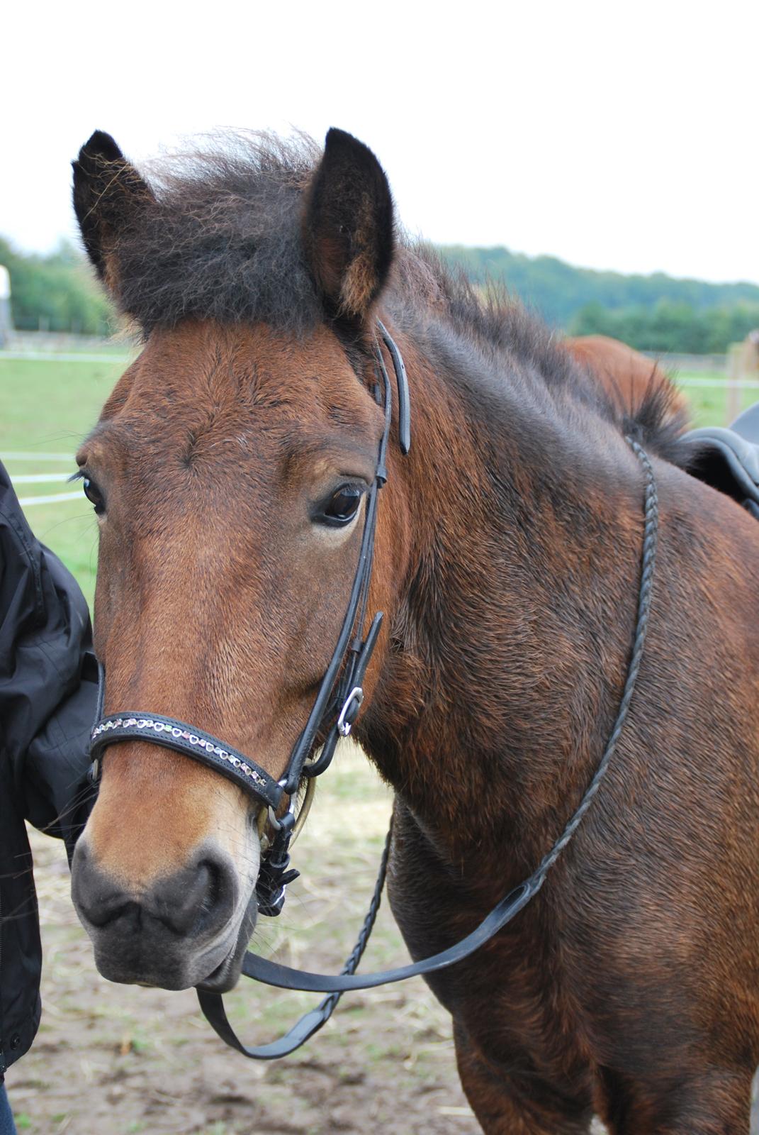 Islænder Pyrniros fra præstemosevang billede 8