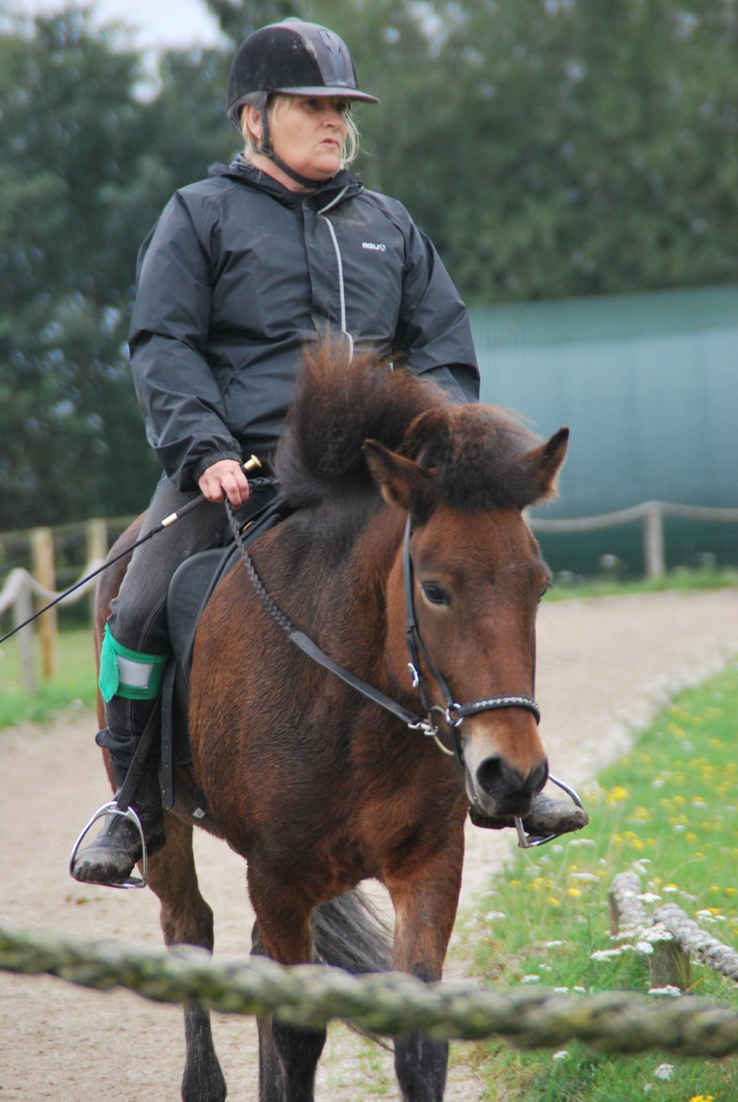 Islænder Pyrniros fra præstemosevang billede 9