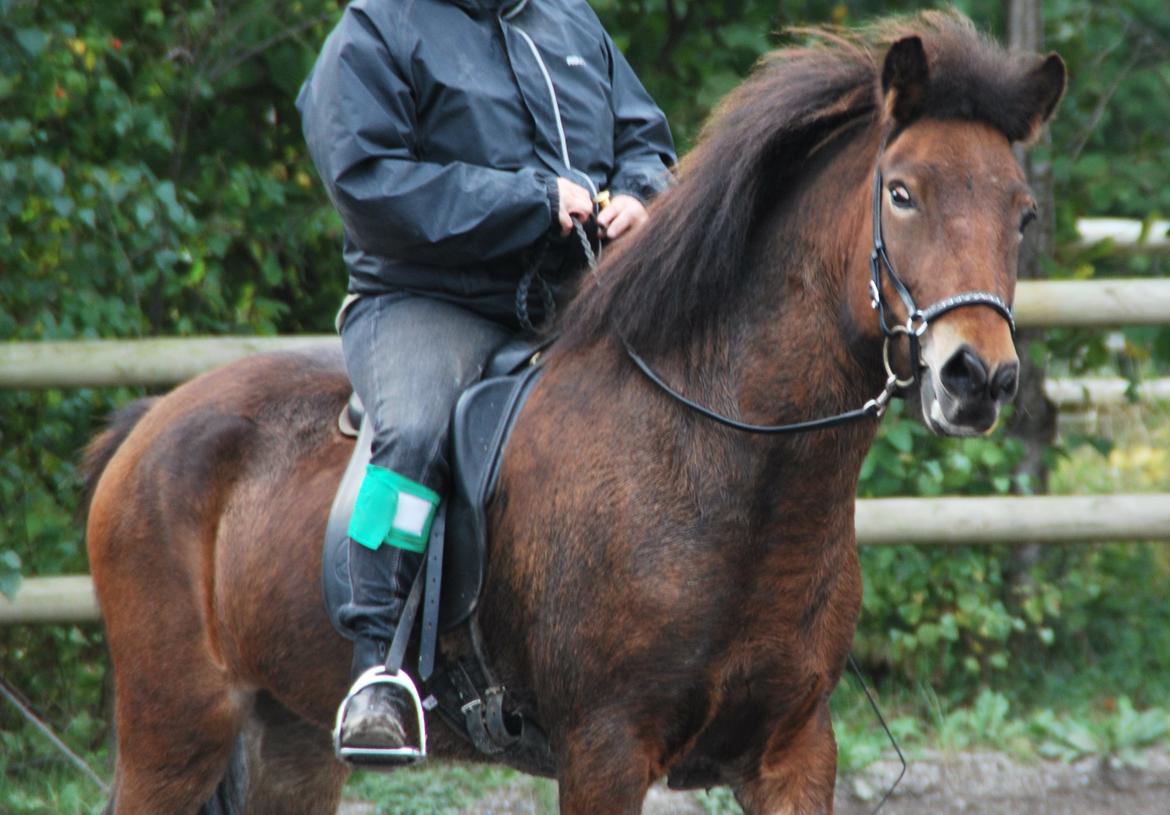 Islænder Pyrniros fra præstemosevang billede 10