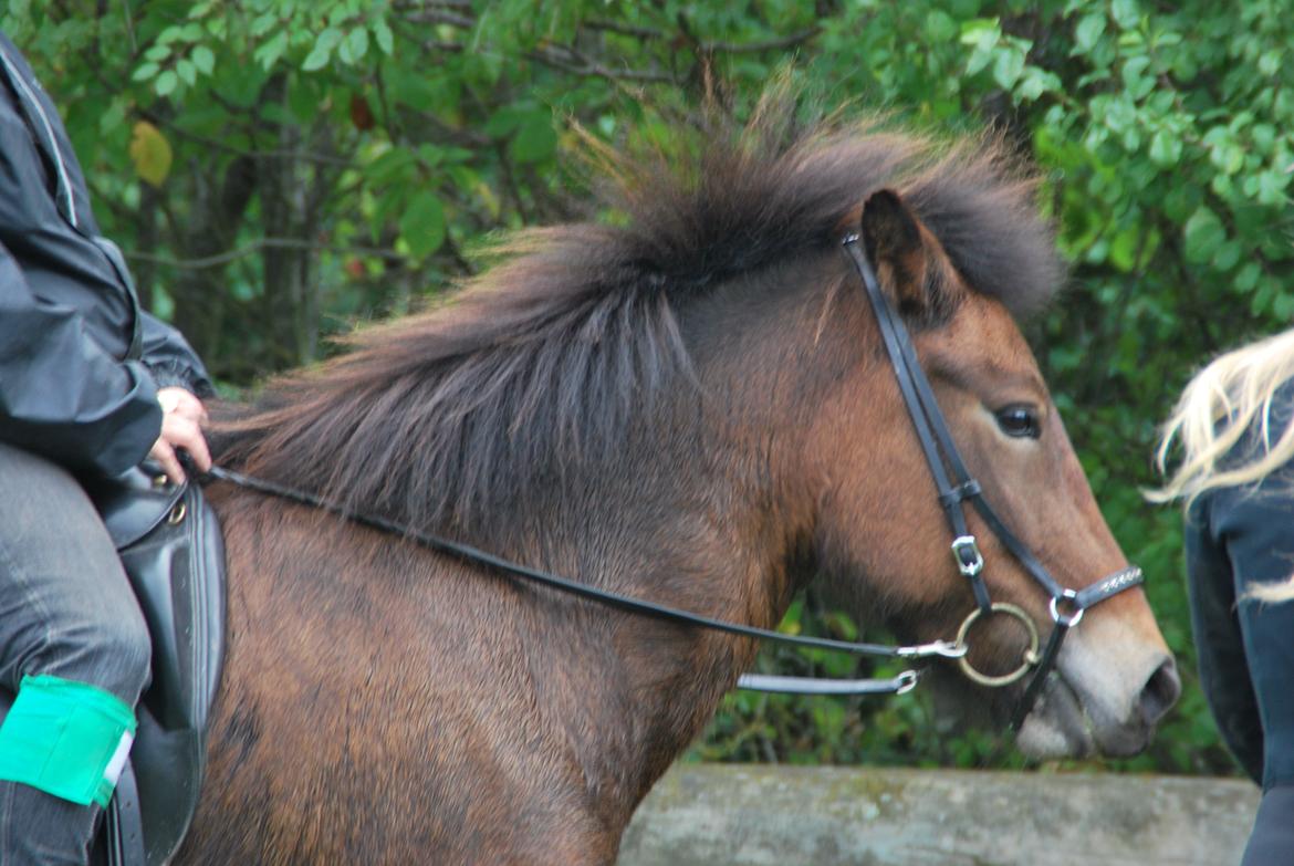 Islænder Pyrniros fra præstemosevang billede 11