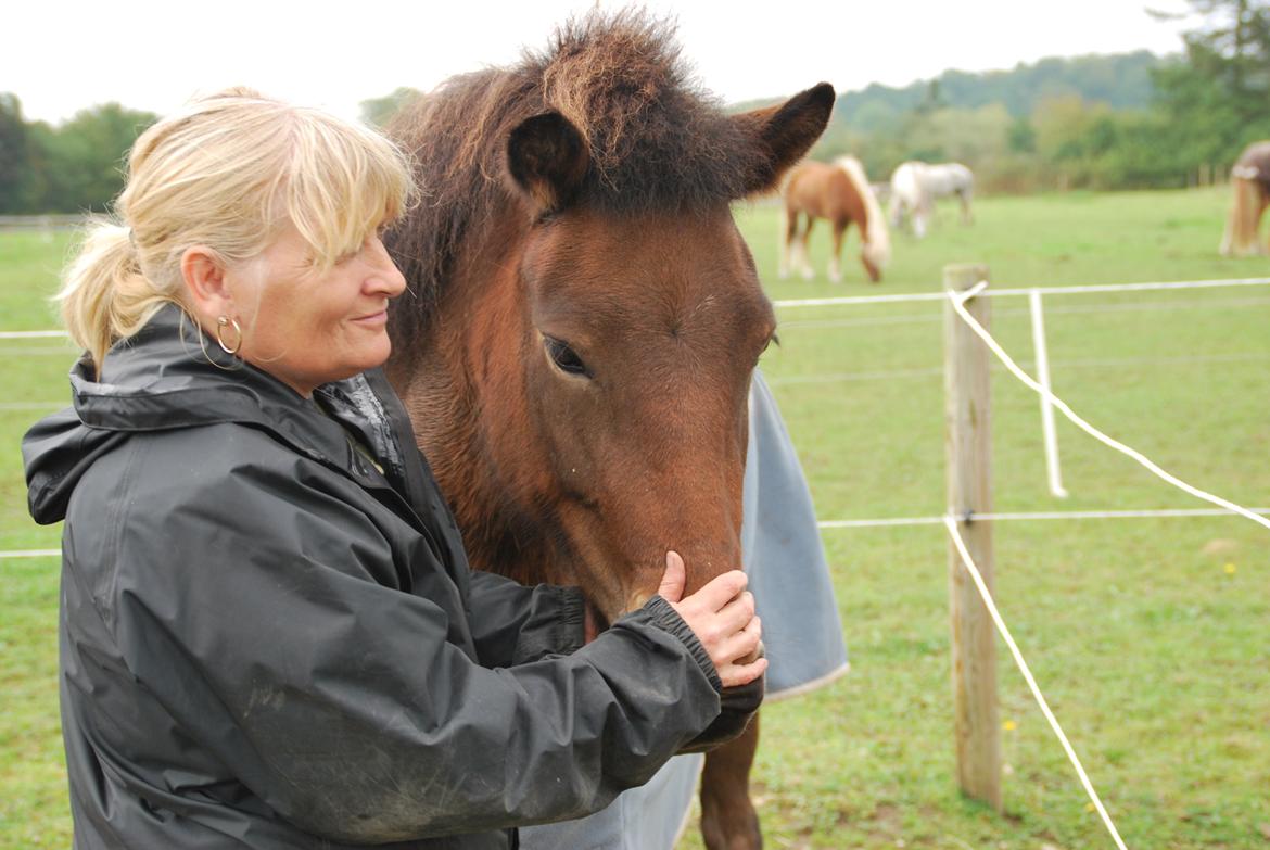 Islænder Pyrniros fra præstemosevang billede 3
