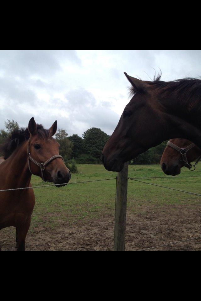 Pinto Araber Lotus Lana billede 1