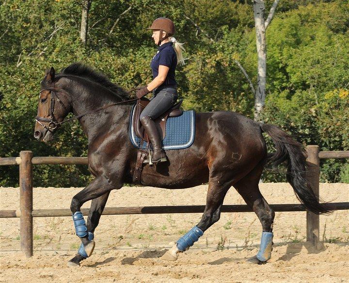 Dansk Varmblod Gipsy Birkely - SOLGT billede 11