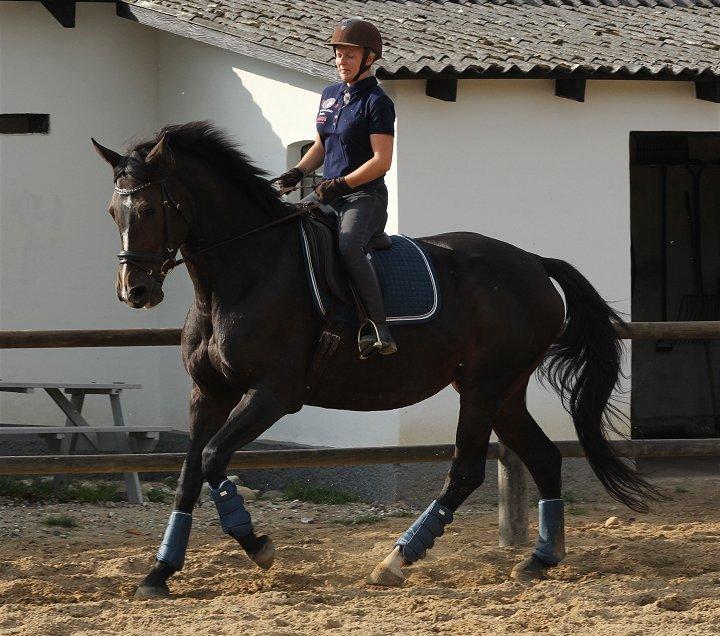 Dansk Varmblod Gipsy Birkely - SOLGT billede 8