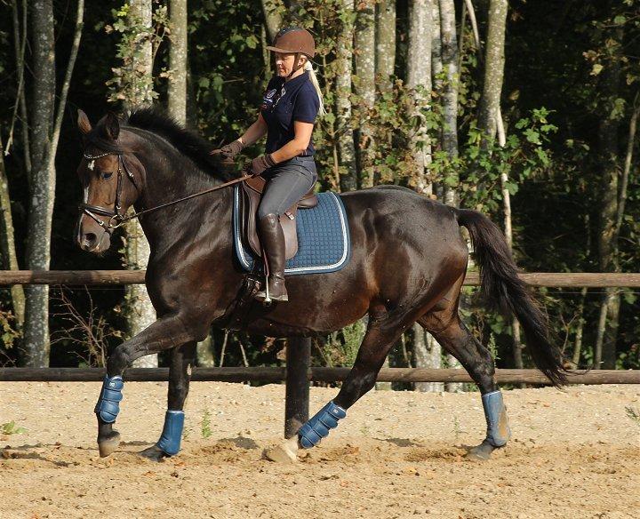 Dansk Varmblod Gipsy Birkely - SOLGT billede 9