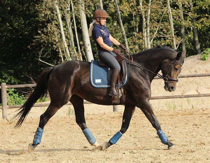 Dansk Varmblod Gipsy Birkely - SOLGT billede 12