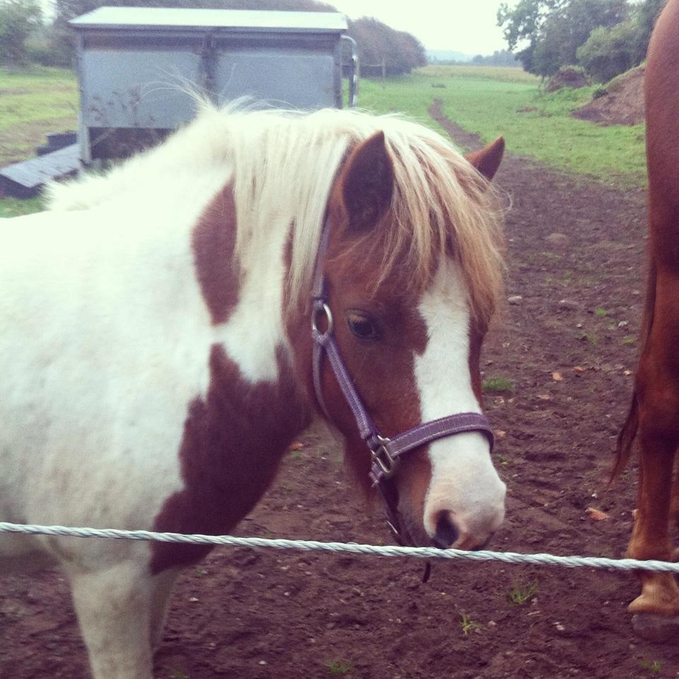 Anden særlig race Dixie billede 4