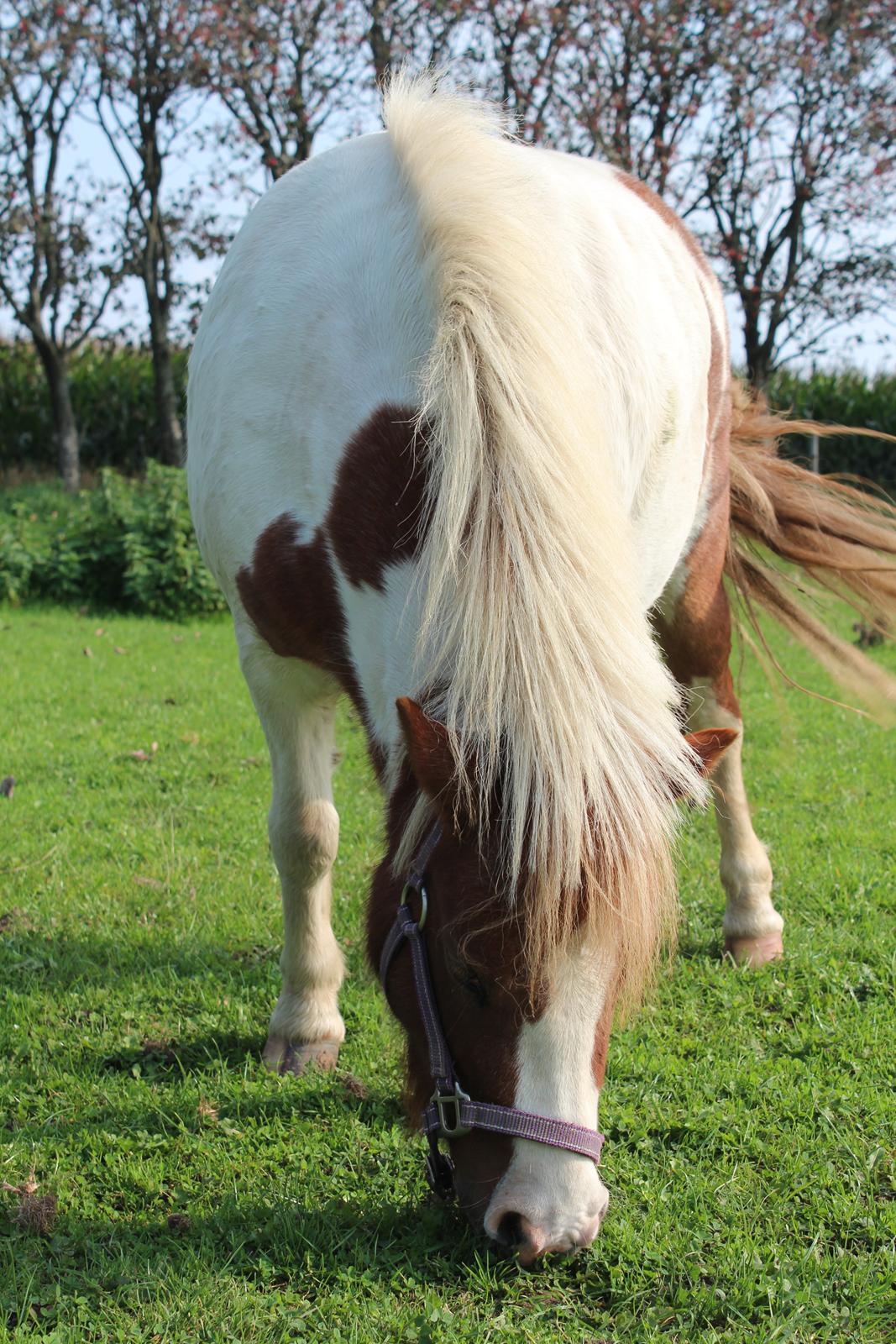 Anden særlig race Dixie billede 5