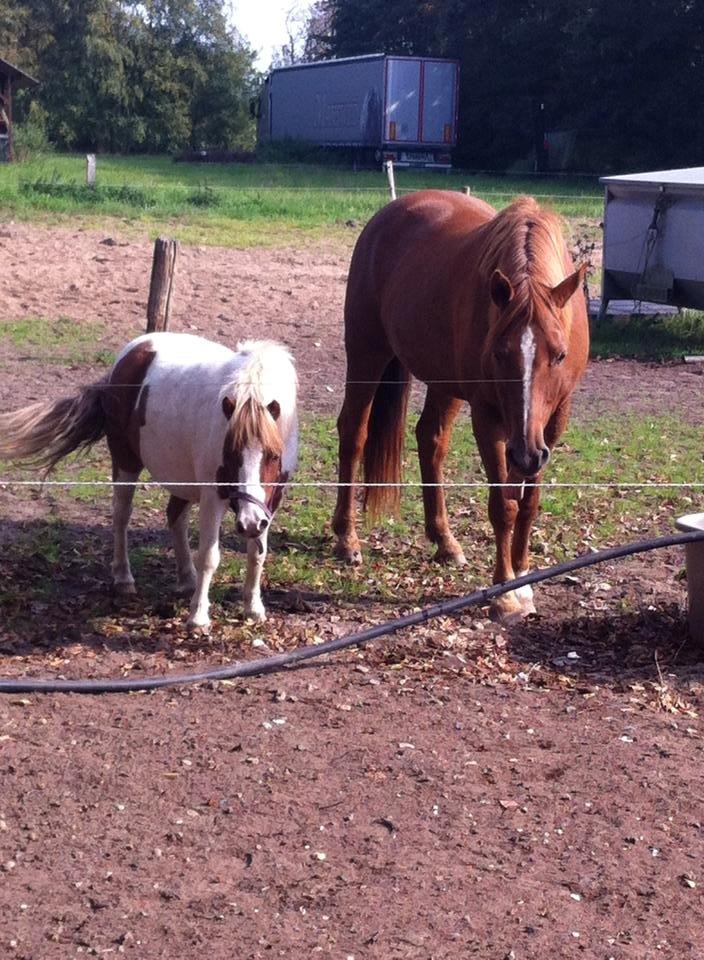 Anden særlig race Dixie - Dixie og Agila anden dag sammen billede 6