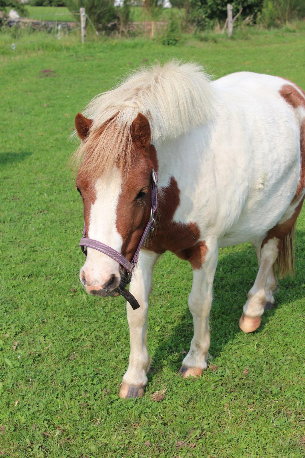 Anden særlig race Dixie - Dixie 20/9-14 billede 1