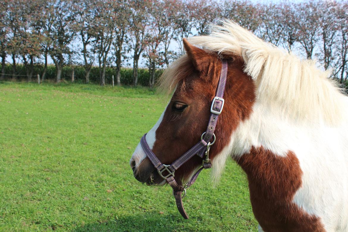 Anden særlig race Dixie billede 10