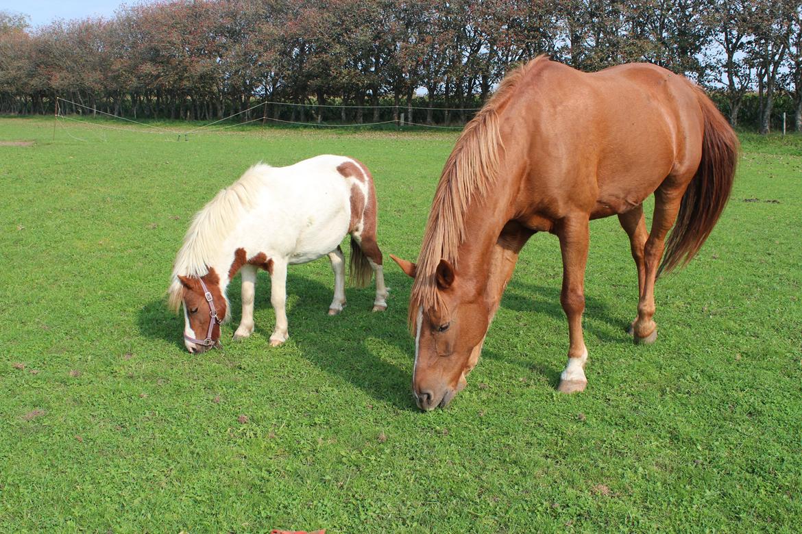 Anden særlig race Dixie billede 11