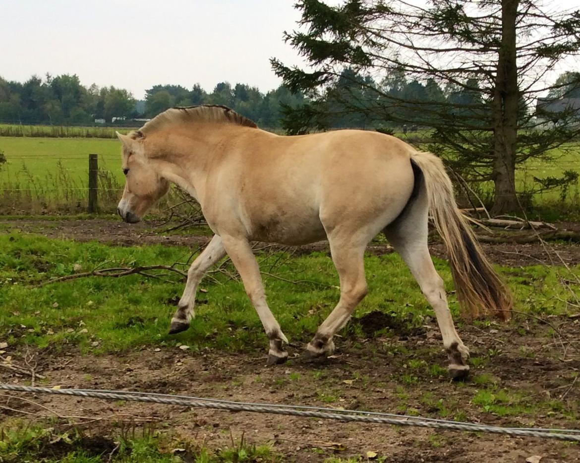 Fjordhest Åmosegaards Fanta billede 35