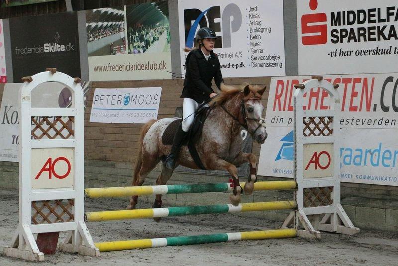 Anden særlig race Jolly Jumper billede 7