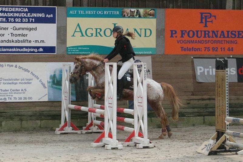 Anden særlig race Jolly Jumper billede 8