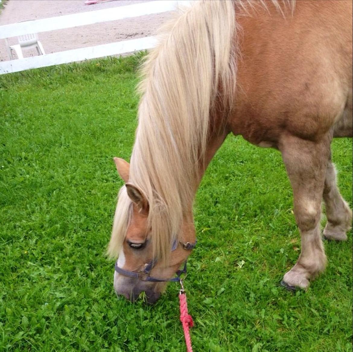 Haflinger Sonja billede 7