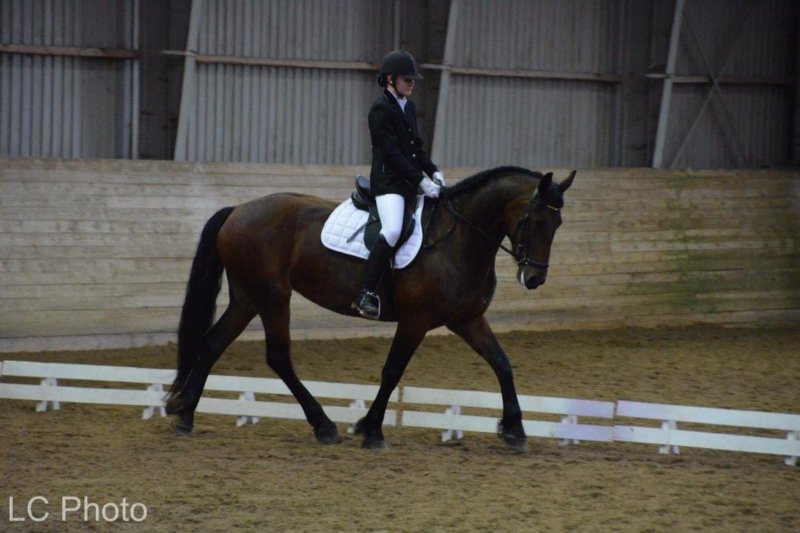 Barockpinto Berijka (tidligere part) billede 2