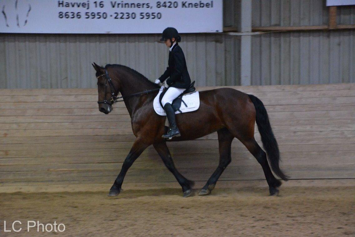 Barockpinto Berijka (tidligere part) billede 3