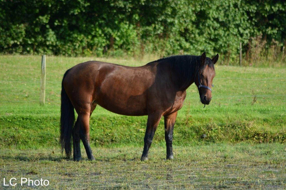 Barockpinto Berijka (tidligere part) billede 4