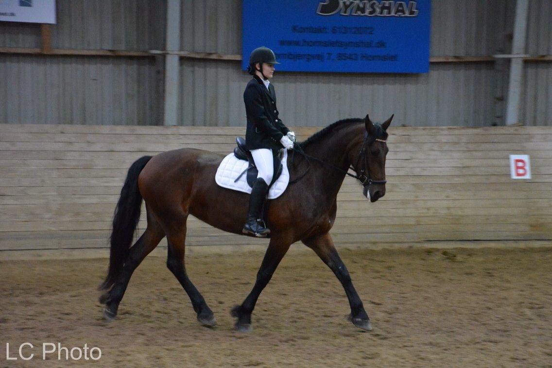 Barockpinto Berijka (tidligere part) billede 5