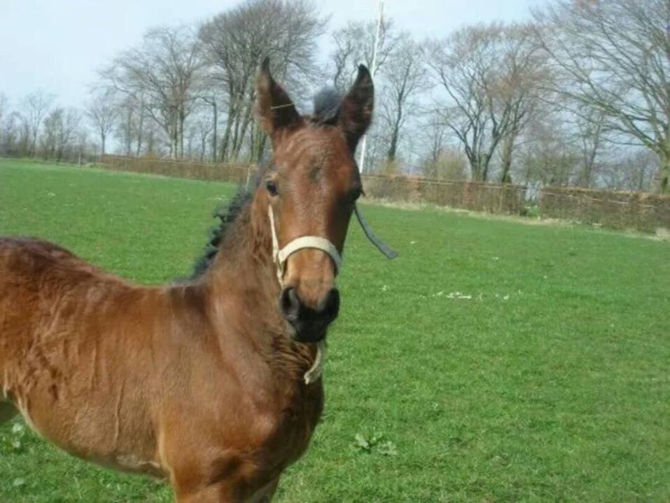 Barockpinto Berijka (tidligere part) billede 11