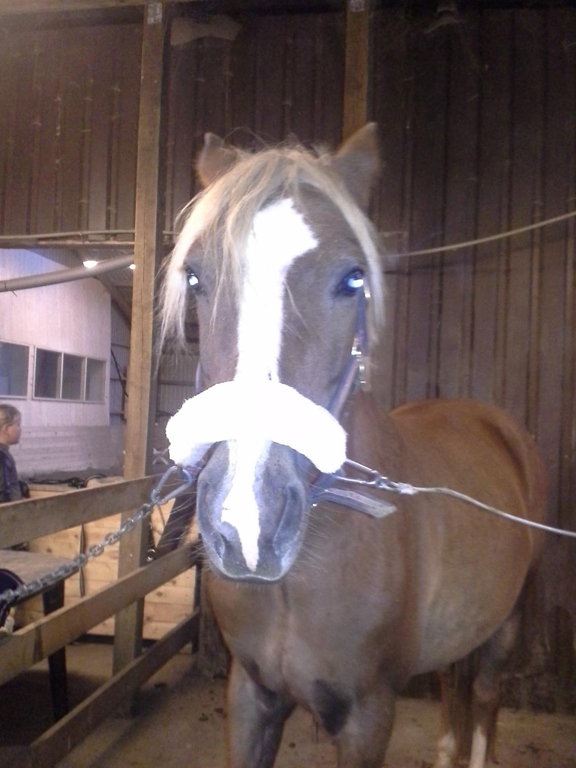 Anden særlig race Salvador billede 6