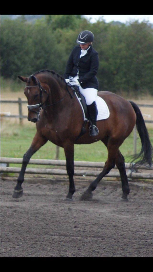 Dansk Varmblod Lousanne billede 2