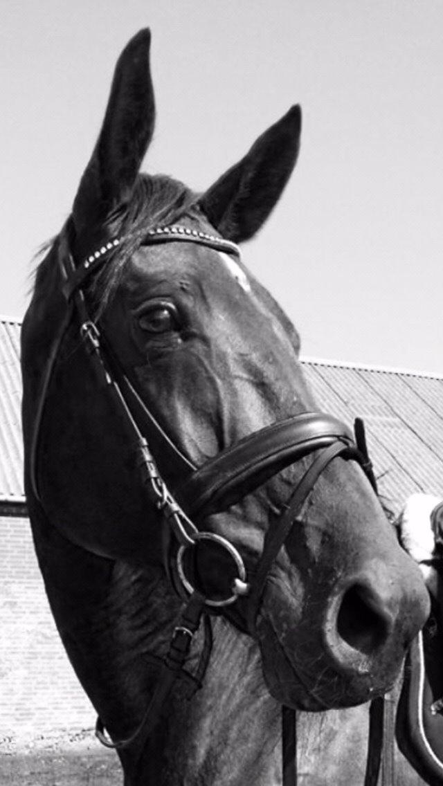 Dansk Varmblod Lousanne billede 1