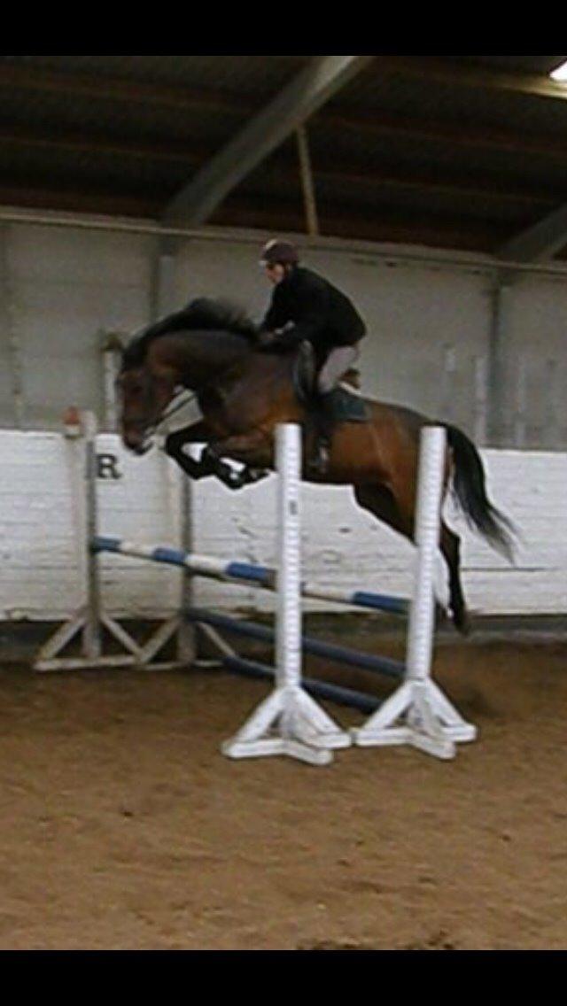 Dansk Varmblod Lousanne billede 3