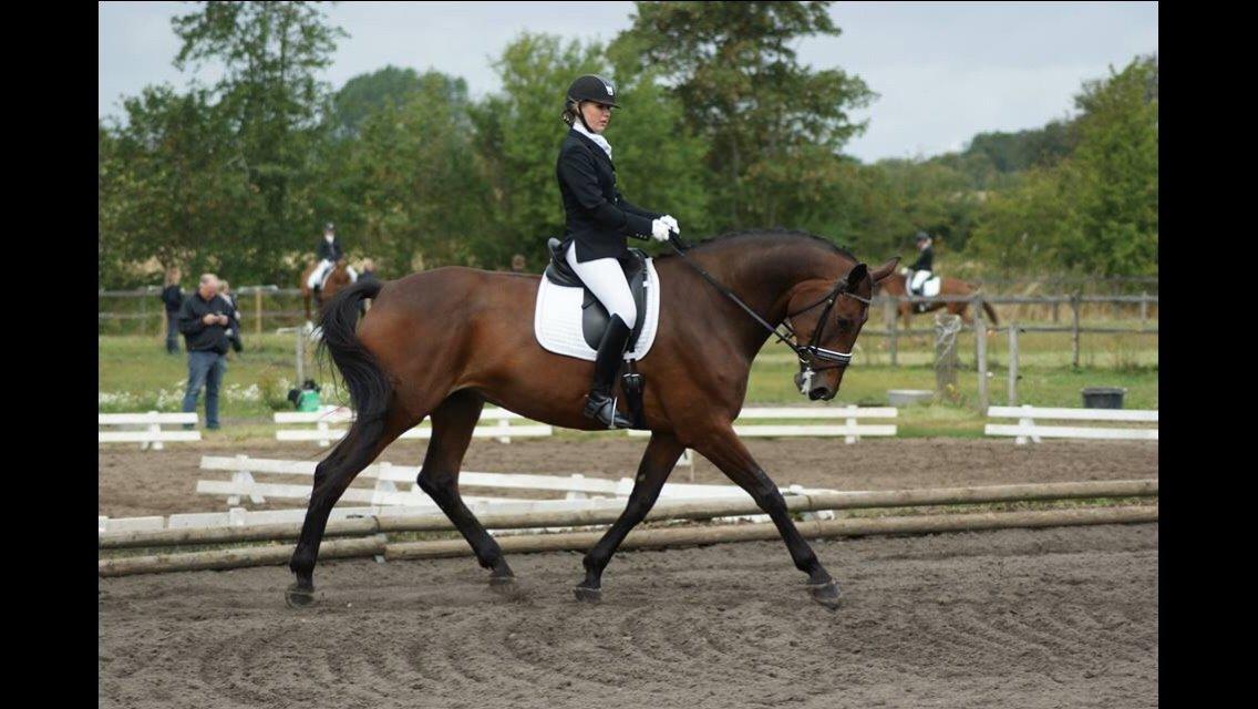 Dansk Varmblod Lousanne billede 4