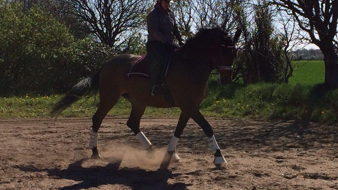 Dansk Varmblod Lousanne billede 5