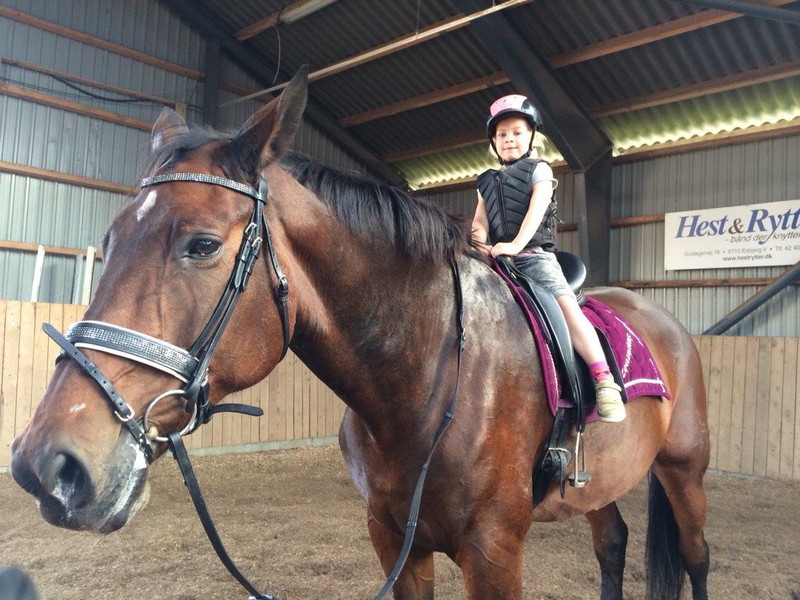 Dansk Varmblod Lousanne billede 6