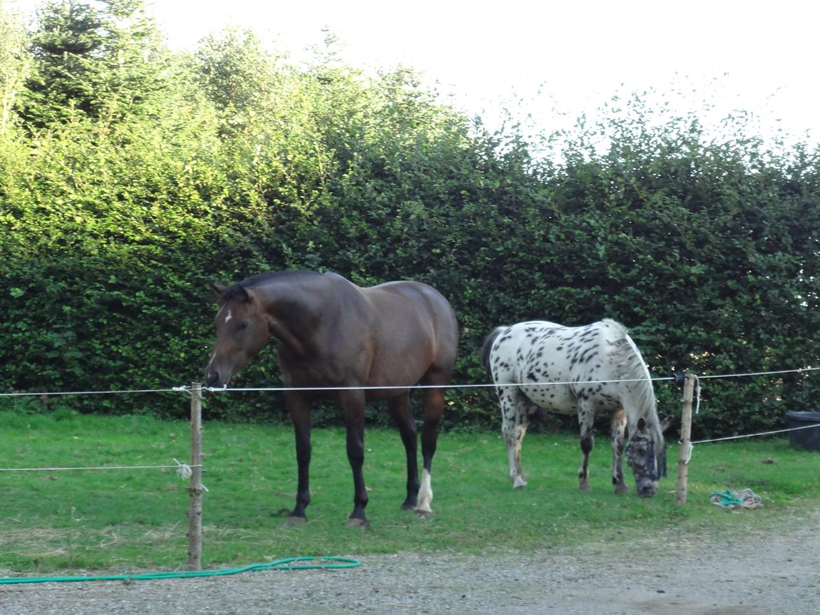 Oldenborg Brusgårds Maricca billede 15