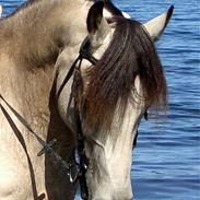 Koldblodstraver Dullmann