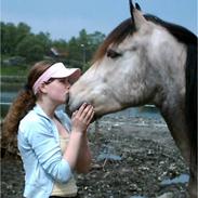 Koldblodstraver Dullmann