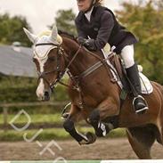 Anden særlig race Sky