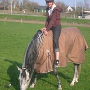 Arabisk fuldblod (OX) A'peal