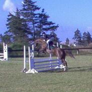 Dansk Varmblod jasmin