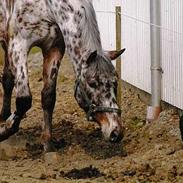 Knabstrupper Magic Diablo