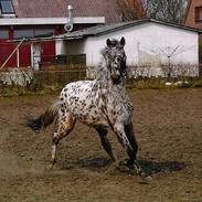 Knabstrupper Magic Diablo