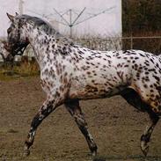 Knabstrupper Magic Diablo