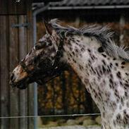 Knabstrupper Magic Diablo