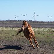 Anden særlig race Monty SOLGT