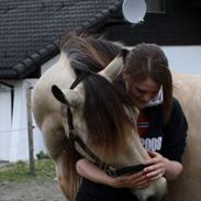 Koldblodstraver Dullmann