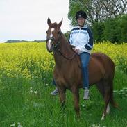 Tysk Sportspony Miss Mirabell (solgt)