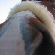 Tysk Sportspony Miss Mirabell (solgt)